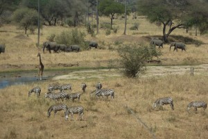 Elephants, giraffe, and zebras at Tarangire National Park, Tanzania.