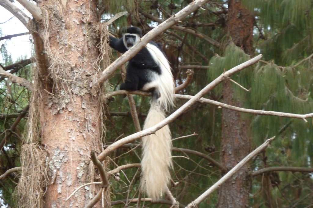 Colobus monkey.
