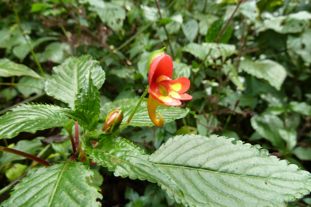 Impatiens kilimanjari, endemic to this mountain.