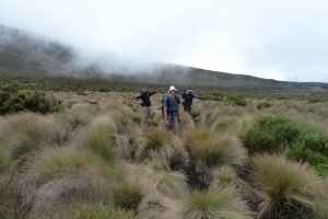 Hiking through the Shira Plateau.