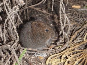 Grass mouse.