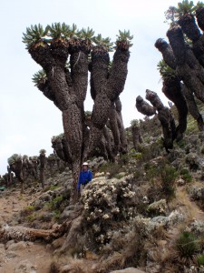 A forest of Dendrosenecio kilimanjari.