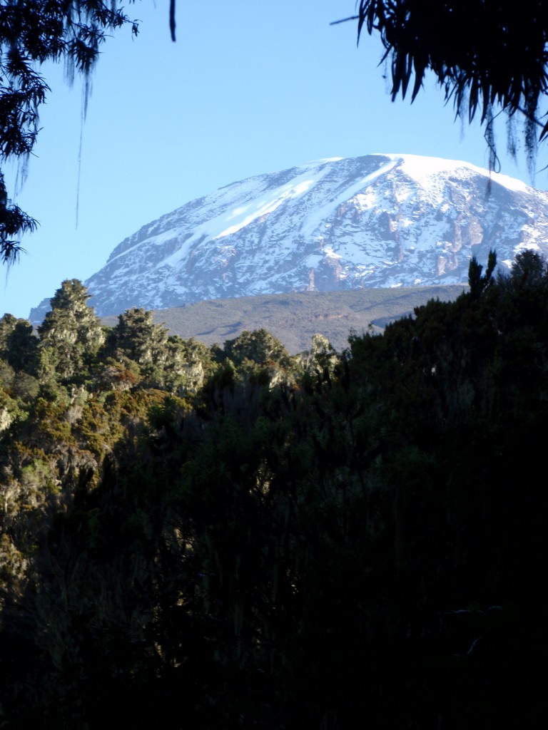 One of the last views of Kilimanjaro's summit from the trail.  It's good to be back in the trees!