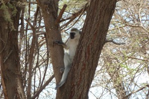 Vervet Monkey