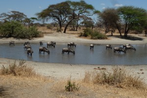 A watering hole with wildebeests and zebras.