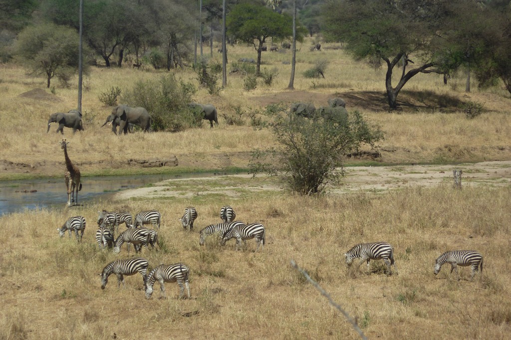 Wild variety at Tarangire River.