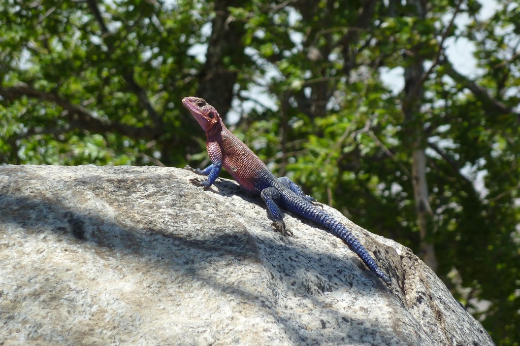 Agama lizard.