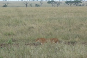 Lioness stalking a herd of gazelles.