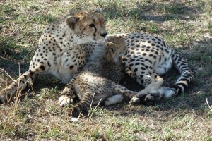 A vigilant mother with her cub.