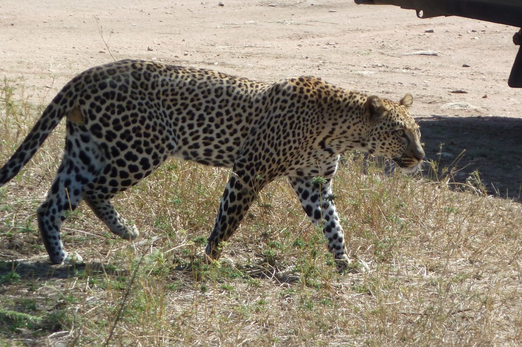 A leopard up close!