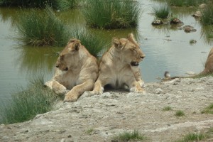 Lions resting by the pond.