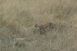 Serval cat.