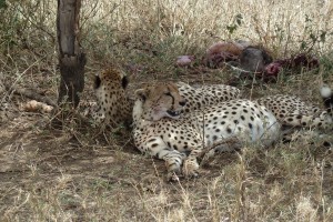 Cheetahs with full bellies!