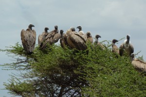 The vultures are waiting...