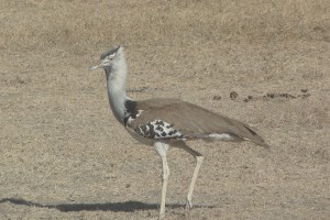 Kori Bustard.