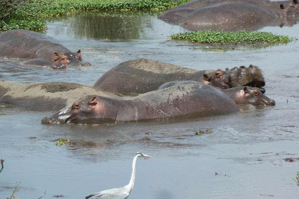 Hippo pool.