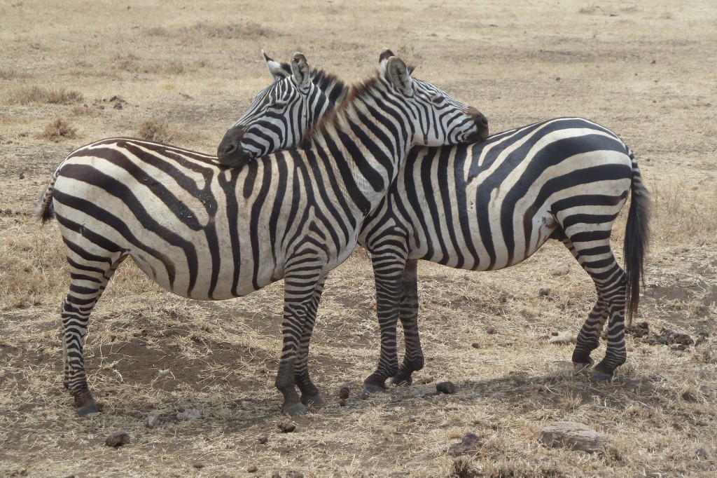 Zebra hug.