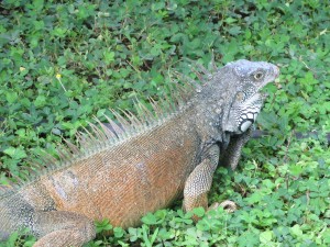 Iguana in Guayaquil