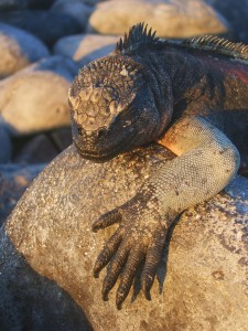 Marine iguana