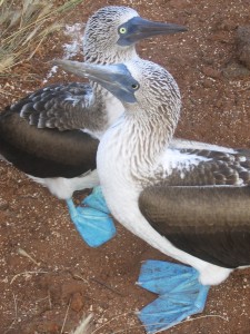 Blue-footed boobies