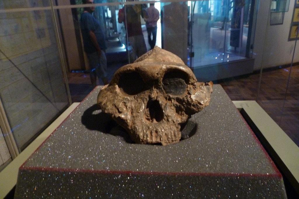 Paranthropus boisei