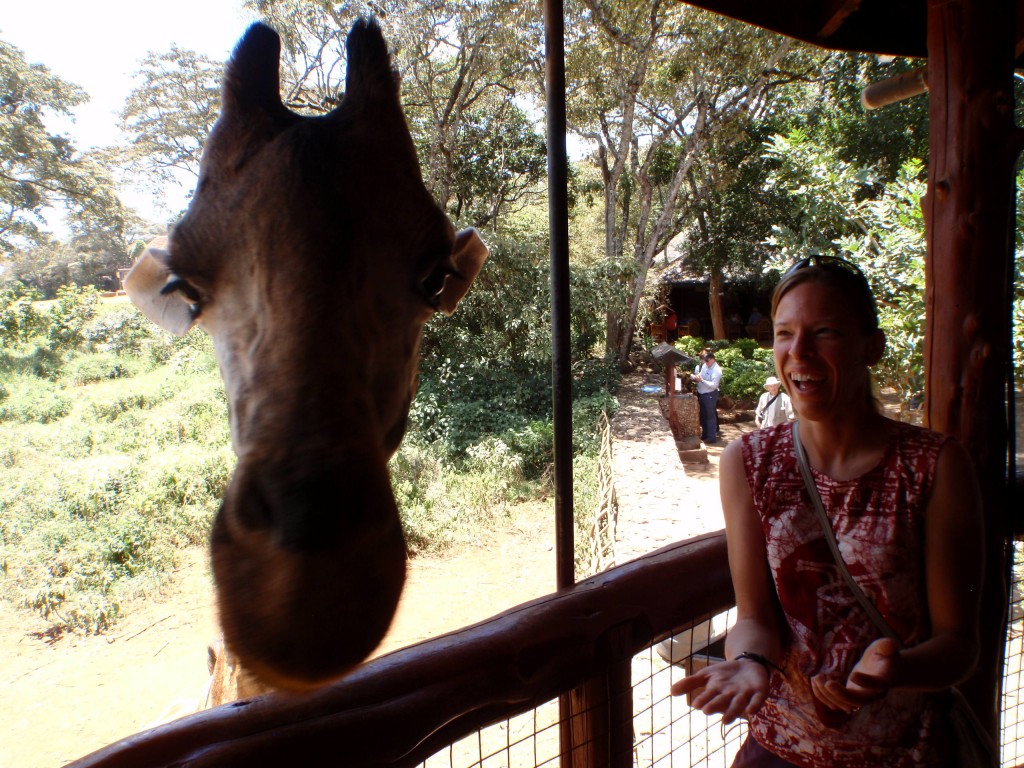 Feeding Giraffe