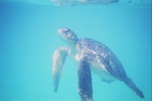 Sea tortoise