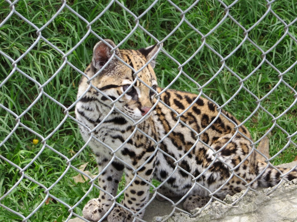 Ocelot at the zoo in Loja.