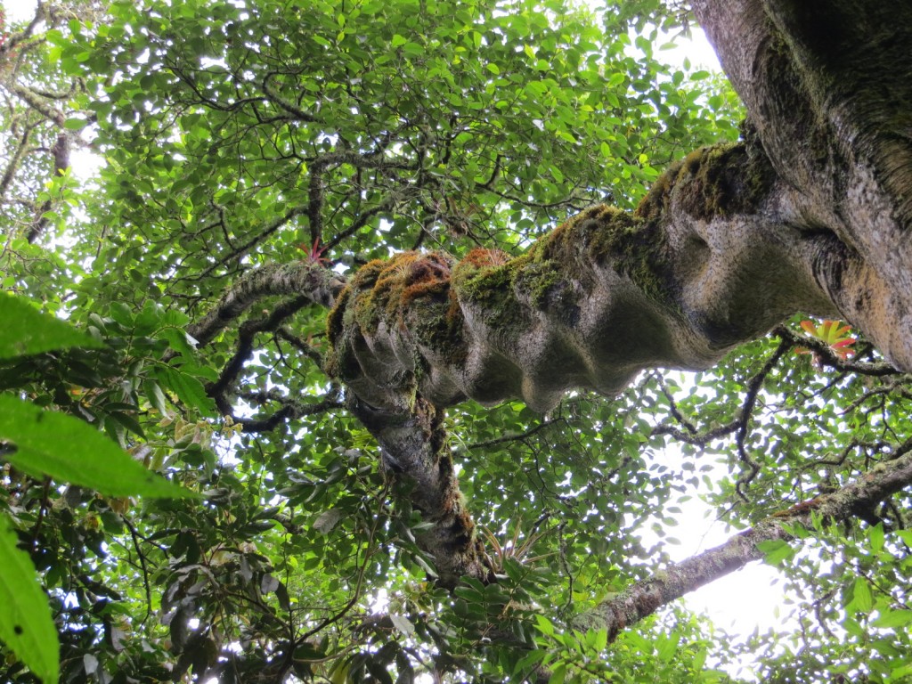 One of the more unique tree trunks I have seen.