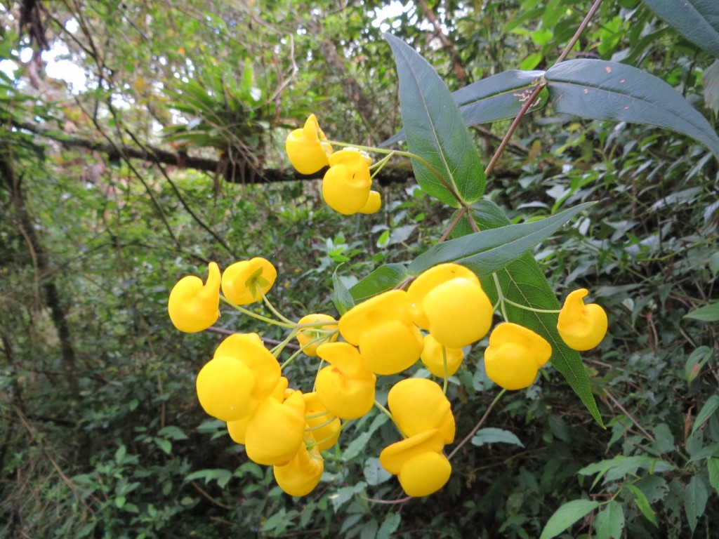 Keith said he wished a photo could convey scent. These smelled amazing!