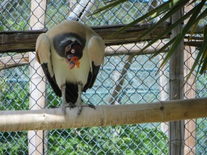 Bird in the Vilcabamba Zoo.