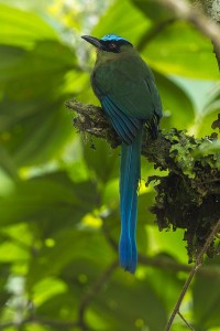 Highland Motmot