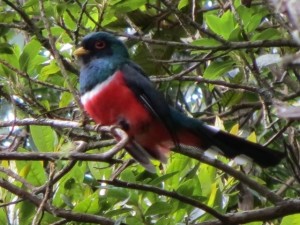 Bird in Podocarpus National Park