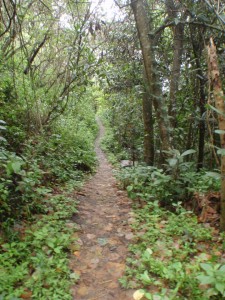 Path to Rumi Wilco River Cabin