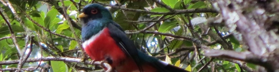 Podocarpus National Park, Loja, Ecuador