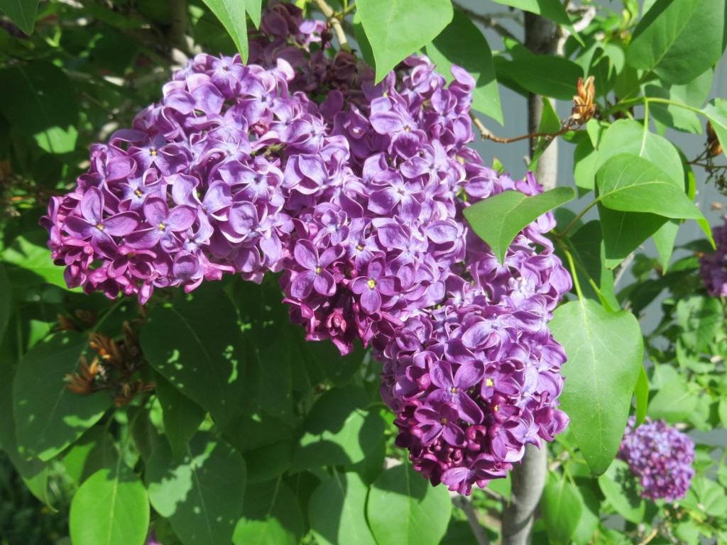 Lilacs