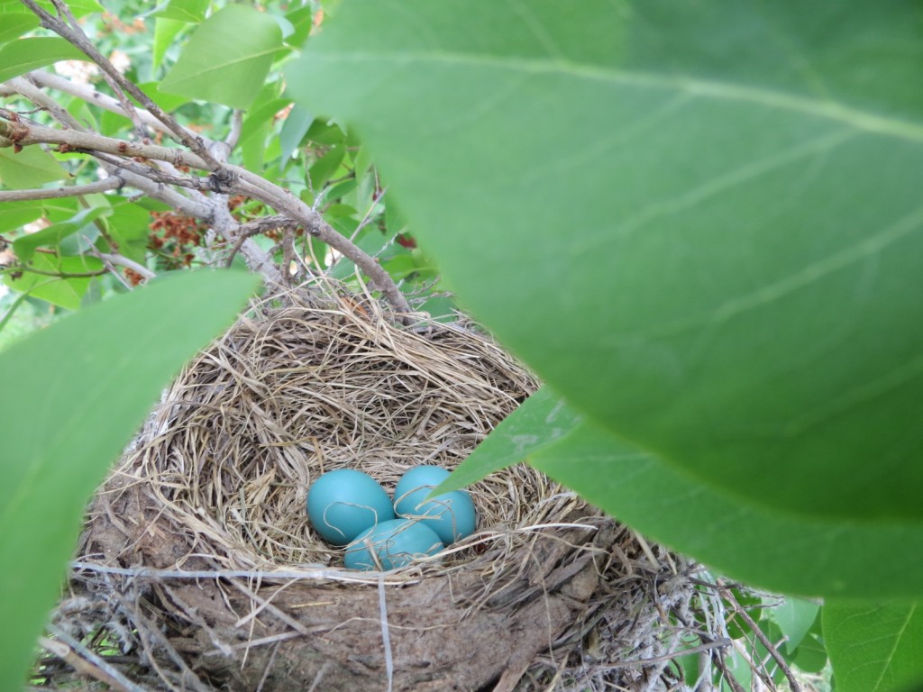 Robin Eggs