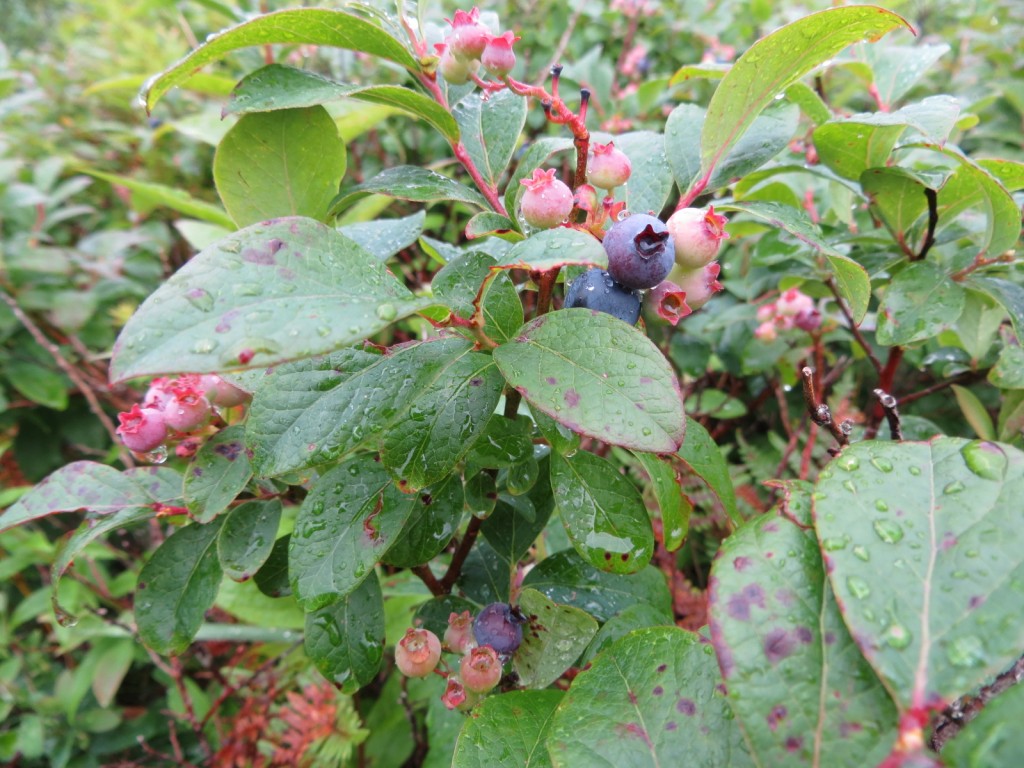 Saturday after Keith's last class we found some wild blueberries (and gorged ourselves!) along the Blue Ridge Parkway.