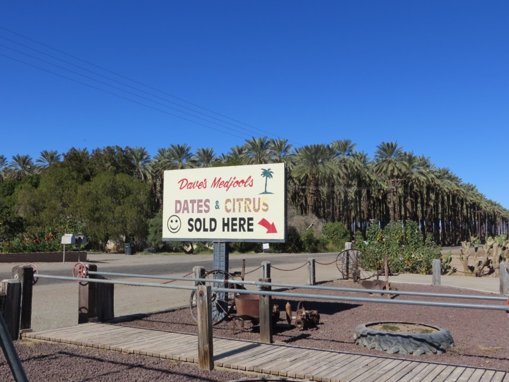 Date farm near Yuma, Arizona.