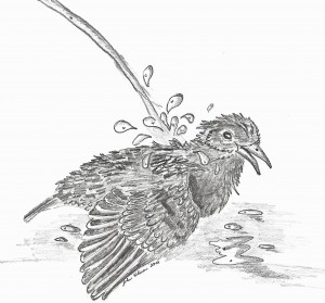 Stella, bathing in the drinking fountain. Drawing by John Kilmer.