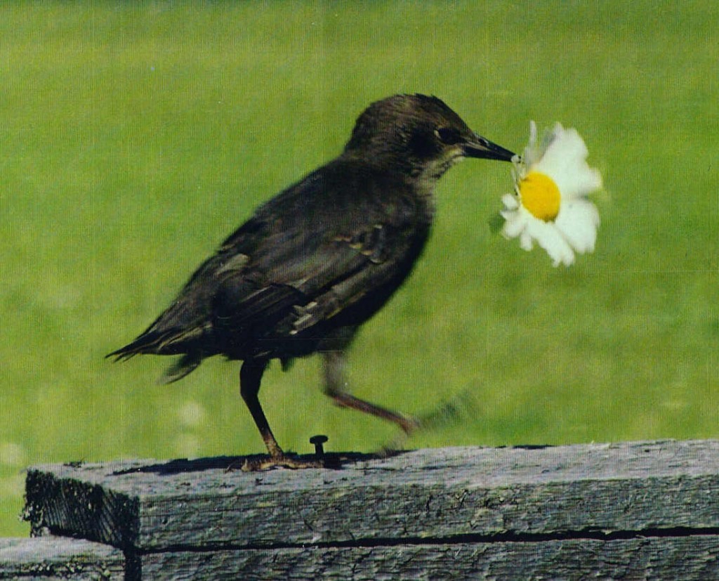 EuropeanStarling2