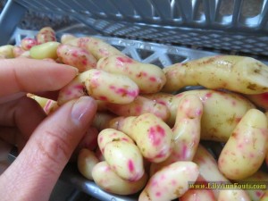 melloco, Ullucus tuberosus