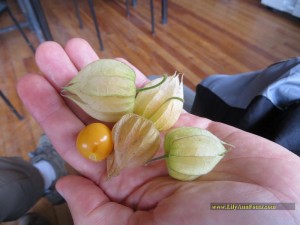 uvilla peruvian groundcherry