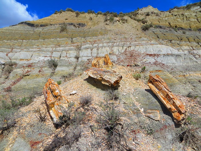 A petrified tree in Theodore Roosevelt National Park.