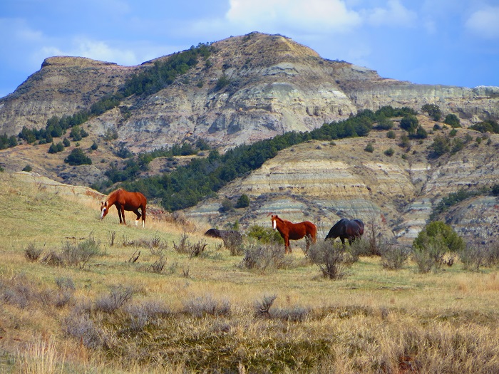 Wild horses roam through Theodore Roosevelt National Park.