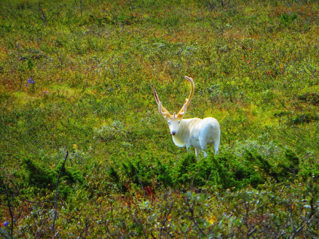 Albino reindeer