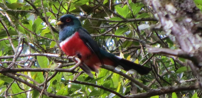 Bird in Podocarpus NP